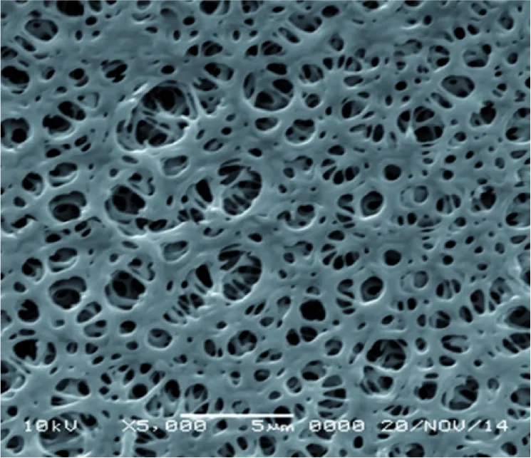 GVS 1215368 UltraSep™, Filtration Membrane, Polyethersulfone 90mm 0.45 µm