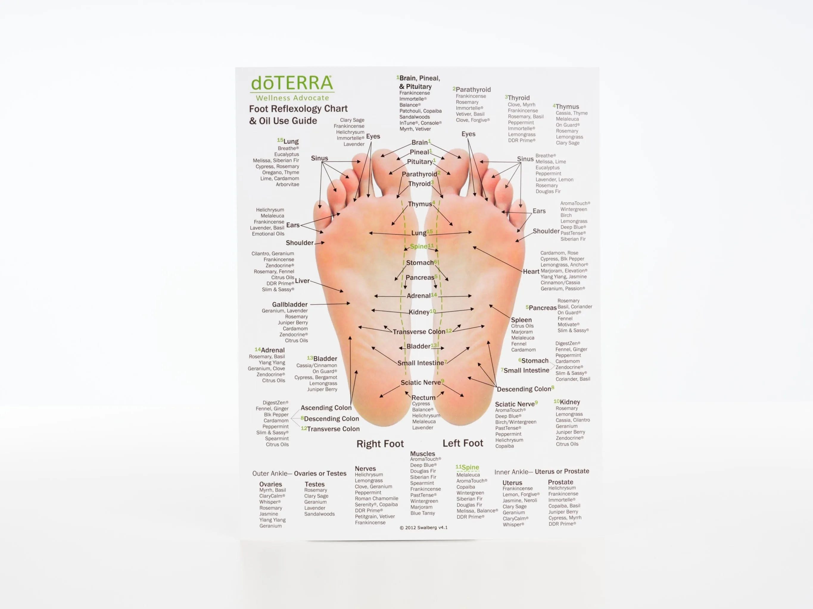 Hand & Foot Reflexology Chart - Large 8.5"x11" Size