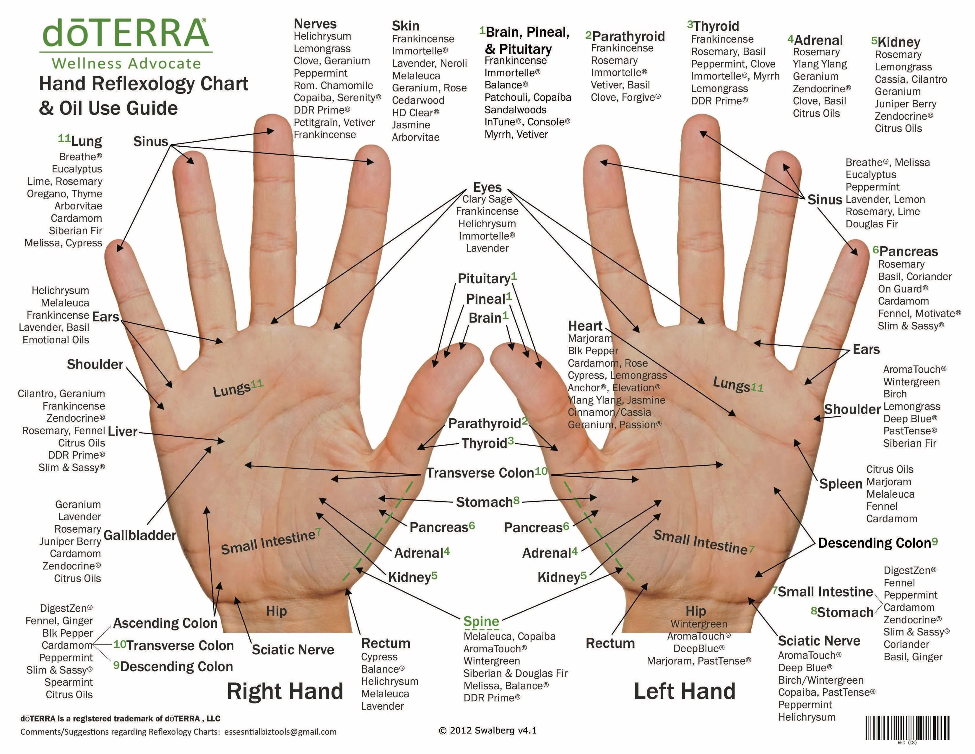 Hand & Foot Reflexology Chart - Large 8.5"x11" Size