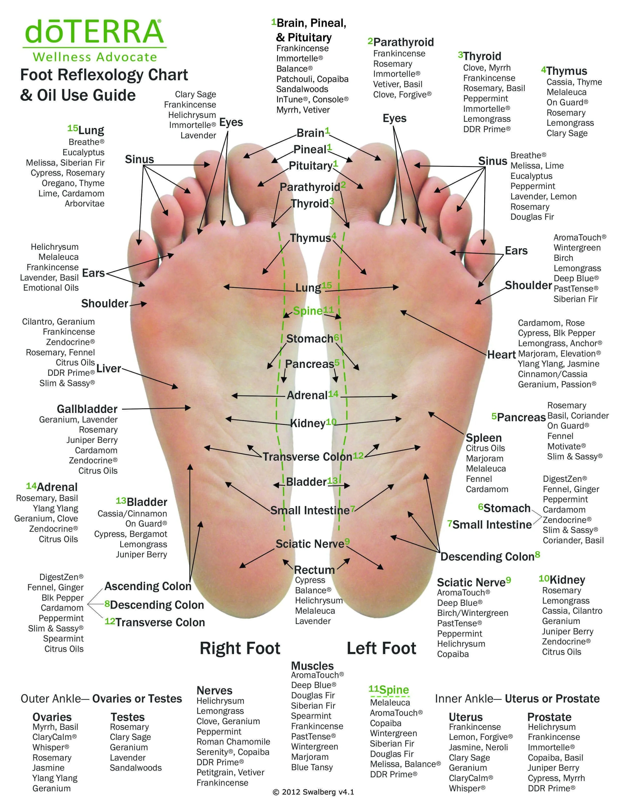 Hand & Foot Reflexology Chart - Large 8.5"x11" Size