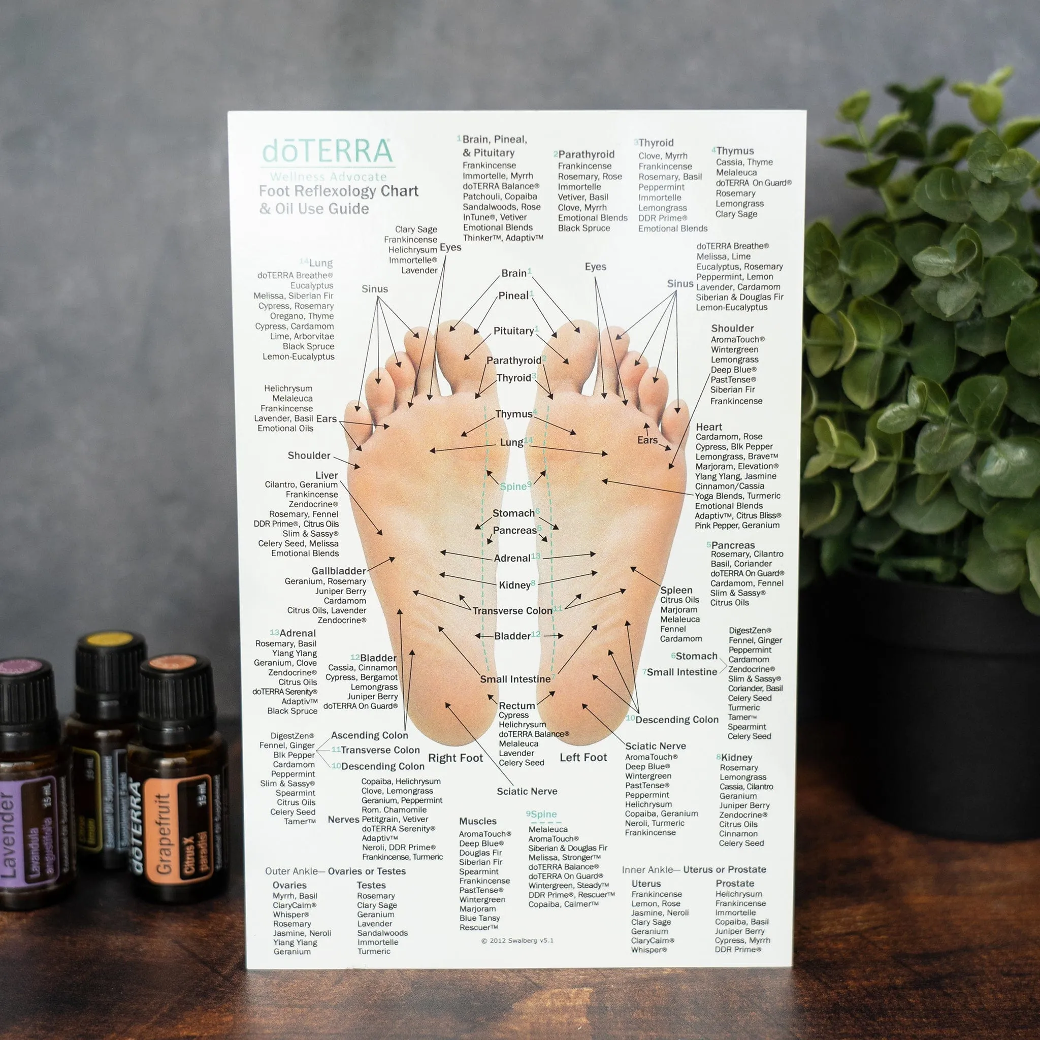 Hand & Foot Reflexology Chart - Small 8.5"x5.5" Size
