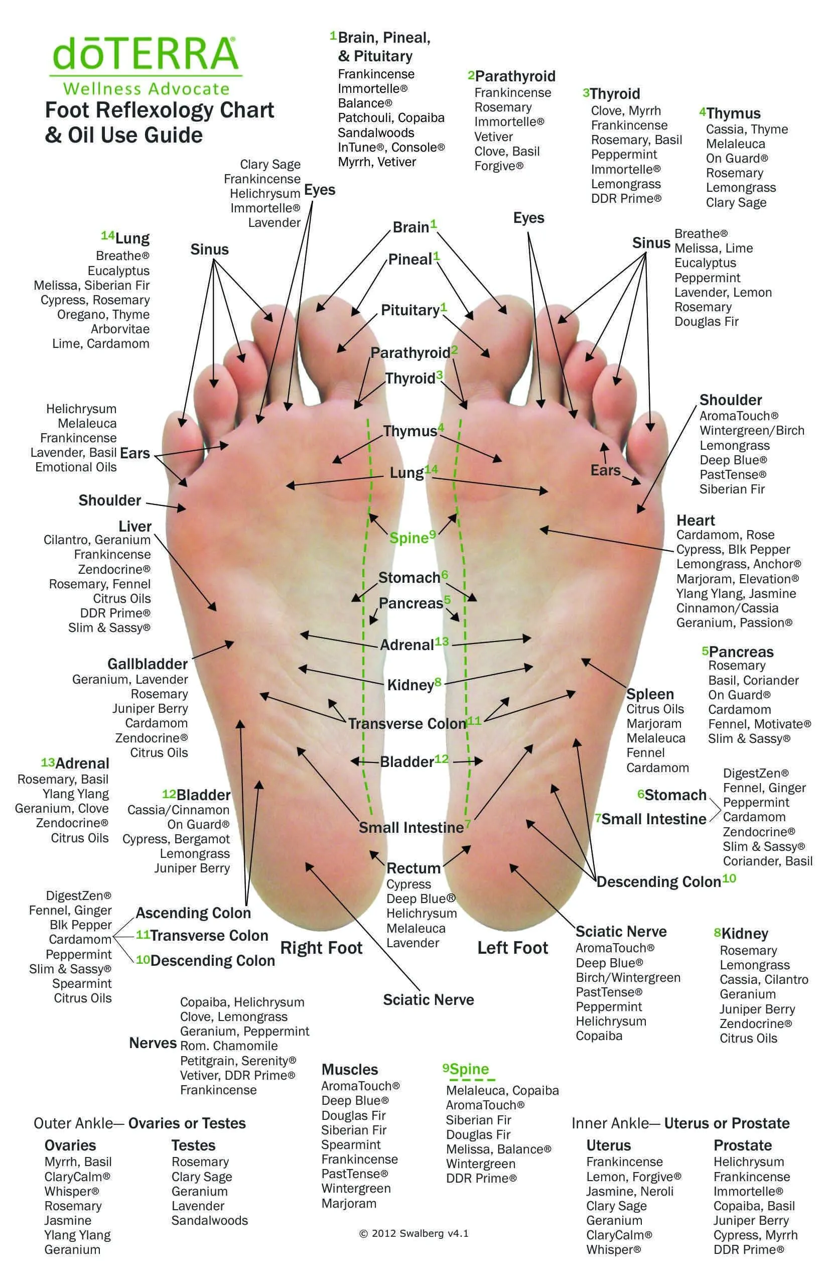 Hand & Foot Reflexology Chart - Small 8.5"x5.5" Size