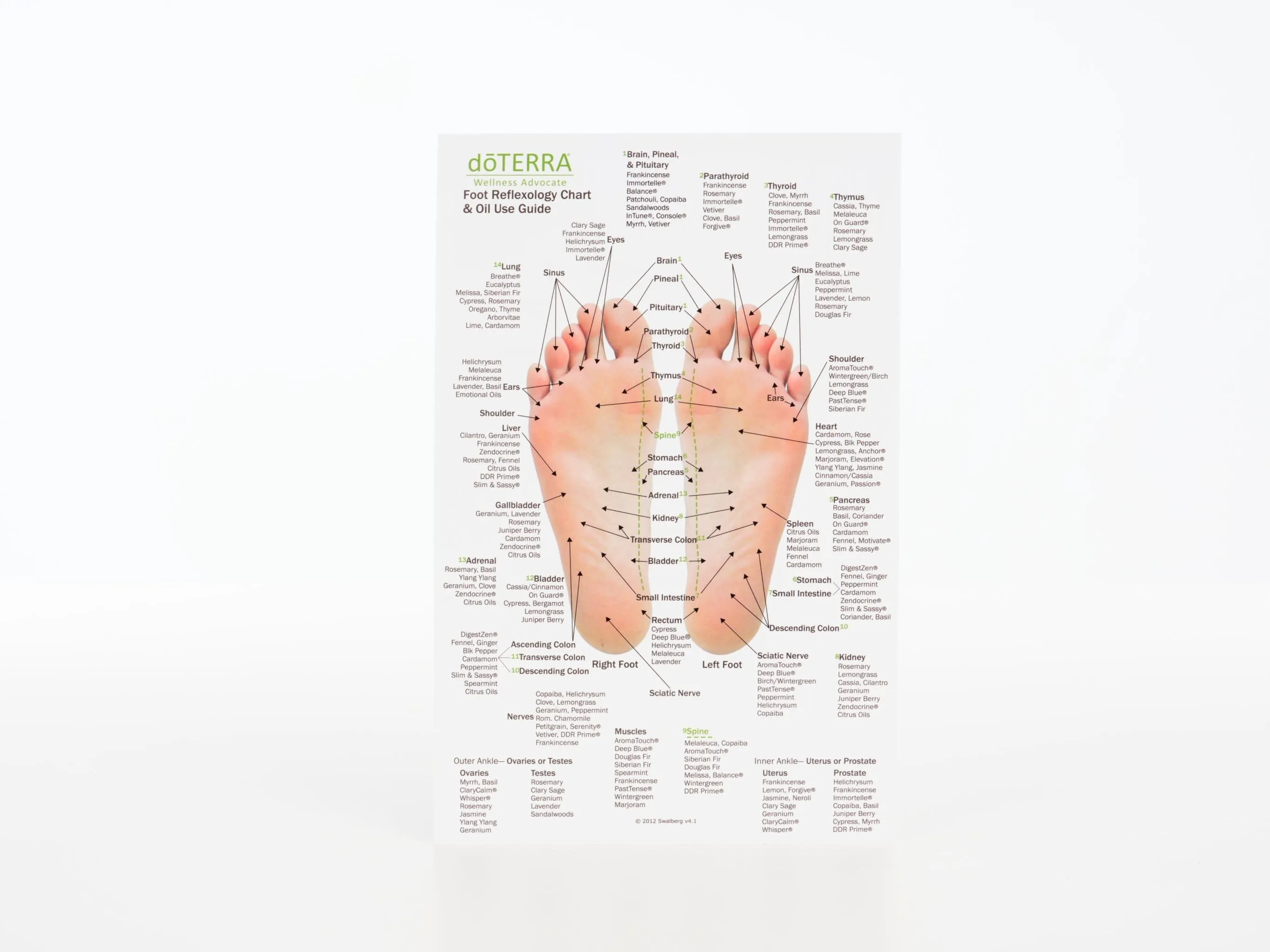 Hand & Foot Reflexology Chart - Small 8.5"x5.5" Size